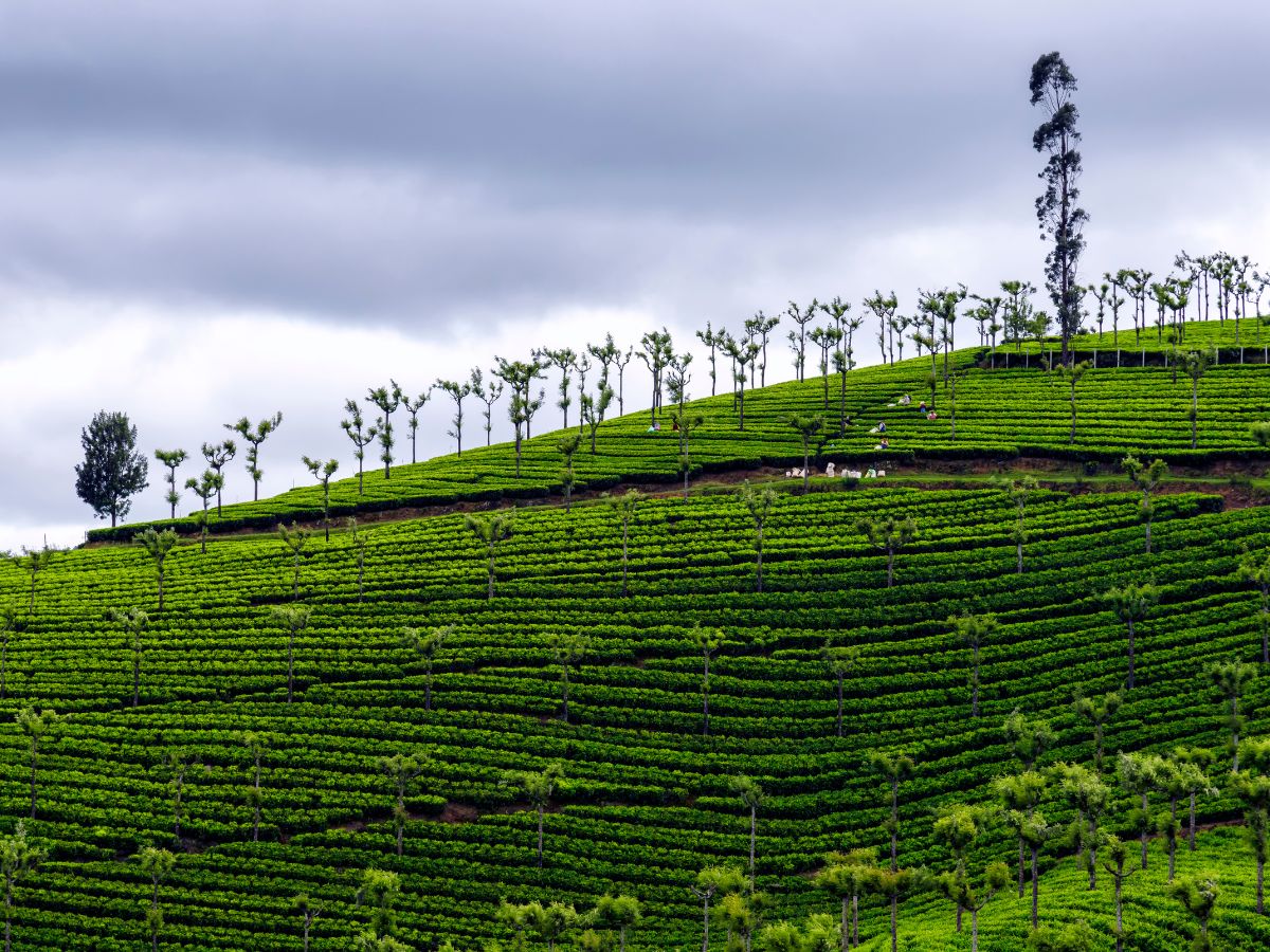 Tea Garden